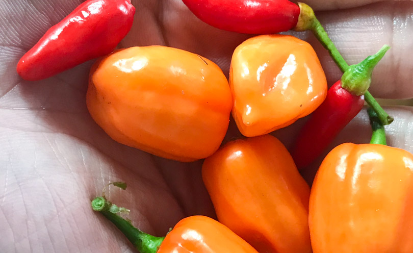 Thai chili and habanero peppers